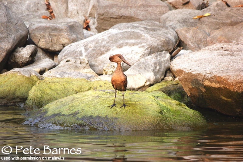 Lion's Cove 13